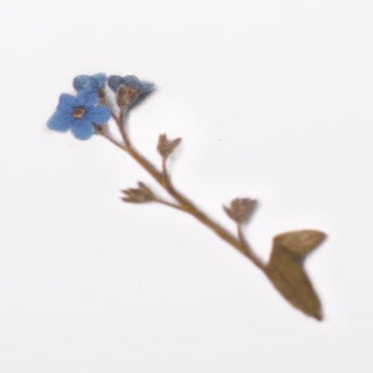 Appree Pressed Flower Sticker - Forget Me Not