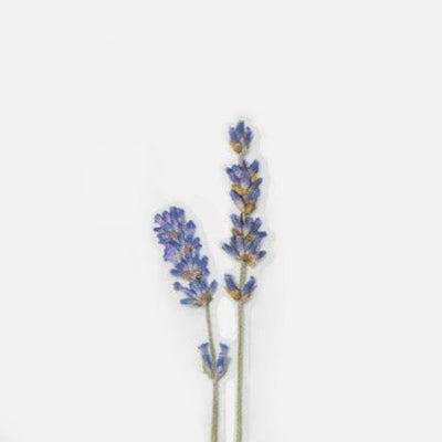 Appree Pressed Flower Sticker -  Lavender