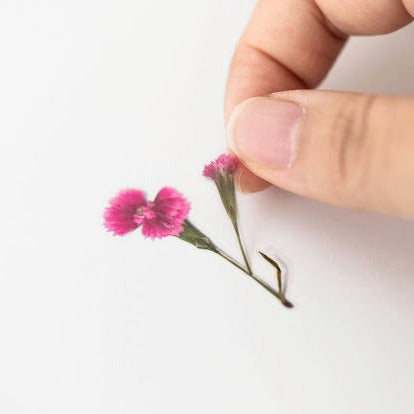 Appree Pressed Flower Sticker -  China Pink