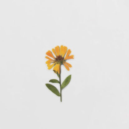 Appree Pressed Flower Sticker -  Calendula