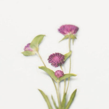 Appree Pressed Flower Sticker -  Globe Amaranth