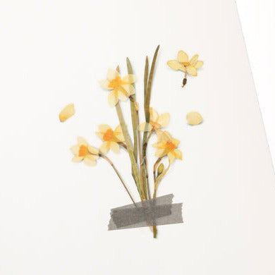Appree Pressed Flower Sticker -  Narcissus