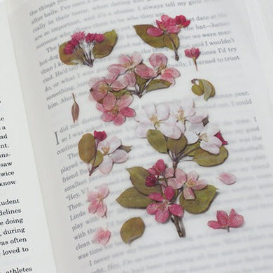Appree Pressed Flower Sticker -  Apple Blossom