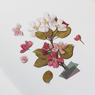 Appree Pressed Flower Sticker -  Apple Blossom