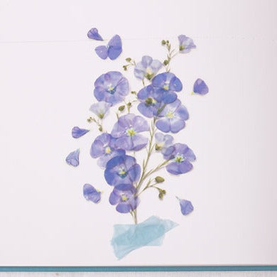 Appree Pressed Flower Sticker -  Flax