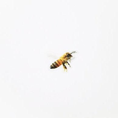 Appree Nature Sticker - Honeybee